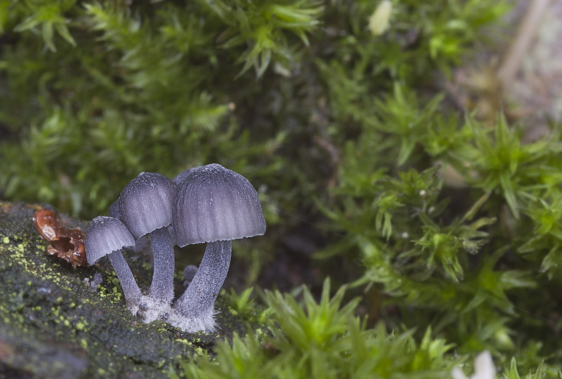 Mycena pseudocorticola